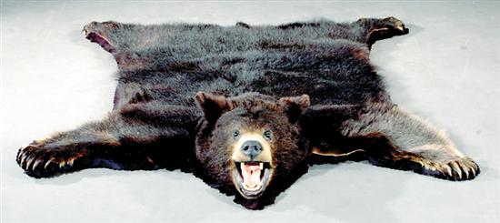 Appraisal: Black bearskin rug mounted head and paws laid to fabric