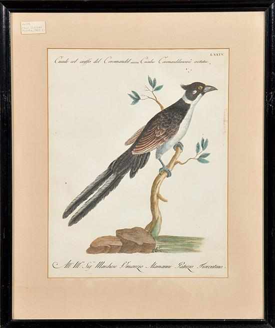 Appraisal: Italian school th century FOUR ORNITHOLOGICAL STUDIES handcolored engravings on