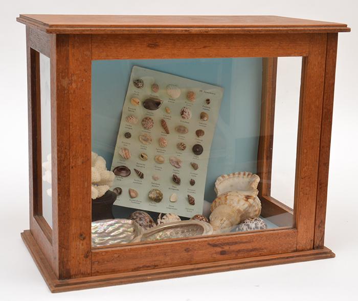 Appraisal: A SMALL COLLECTOR'S CABINET CONTAINING A DISPLAY OF SHELLS