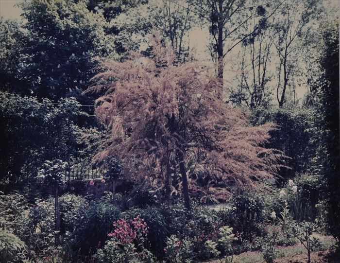 Appraisal: STEPHEN SHORE b GIVERNY SPRING FLOWERING TREE Cibachrome print x