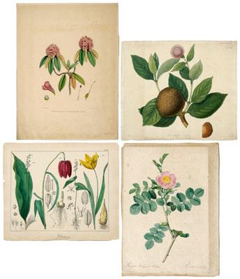 Appraisal: assorted botanical prints by Miechielsen for A C Kruseman two