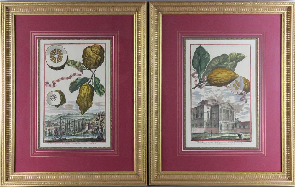 Appraisal: JOHANN CHRISTOPH VOLCKAMER GERMAN - FOUR CITRUS FRUIT ENGRAVINGS Hand-colored