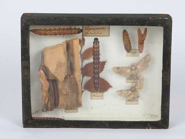 Appraisal: A DISPLAY CASE containing a number of preserved insects including