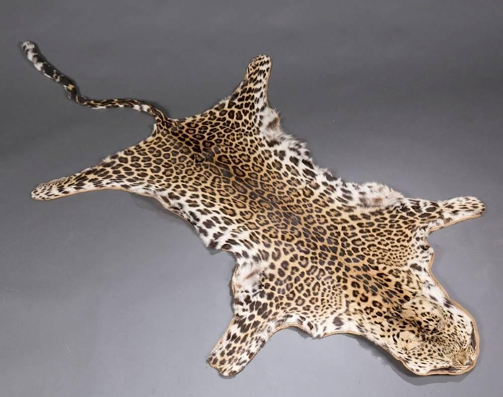 Appraisal: Leopard skin A leopard skin Genus Panthera Species believed to