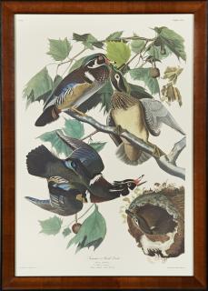 Appraisal: John James Audubon - Summer or Wood Duck No Plate