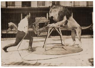 Appraisal: Group of Three Photographs of Circus Lions Including a dynamic