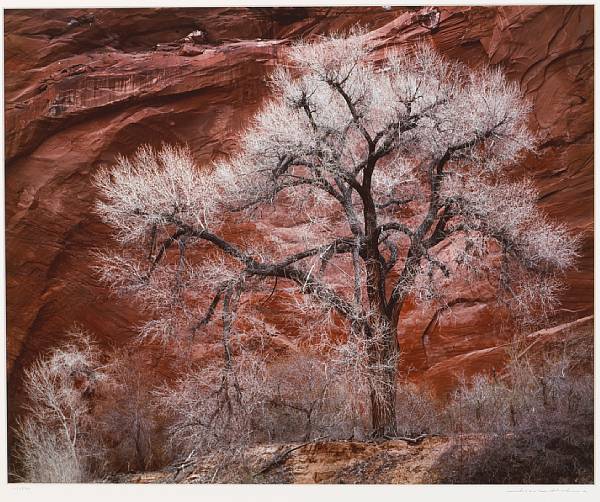 Appraisal: Joseph Holmes American Cottonwood Escalante Utah Cibachrome print printed signed