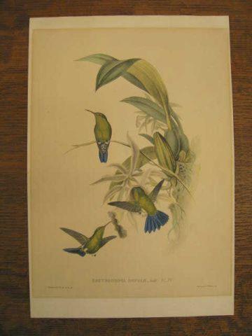 Appraisal: J Gould H C Richter Hummingbird handcolored lithograph Erythronota Sophiae