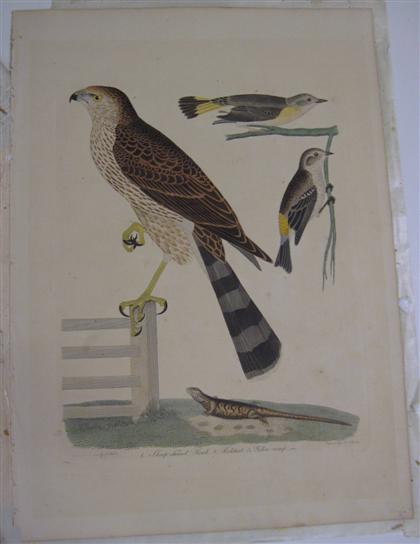 Appraisal: piece Hand-Colored Engraving Lawson A after Wilson Alexander Sharpshinnd Hawk