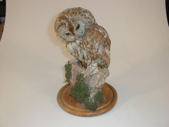 Appraisal: A taxidermy owl on a rustic plinth