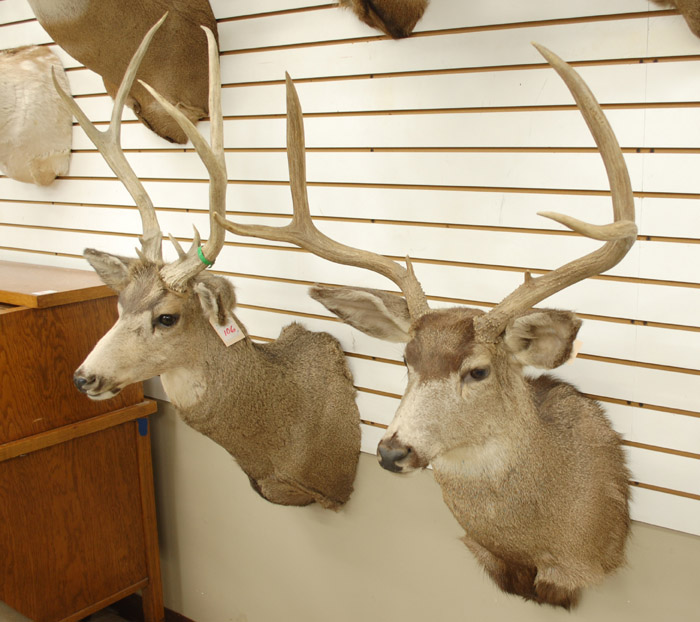 Appraisal: TWO DEER TROPHY HEAD MOUNTS Oregon Mule deer bucks x