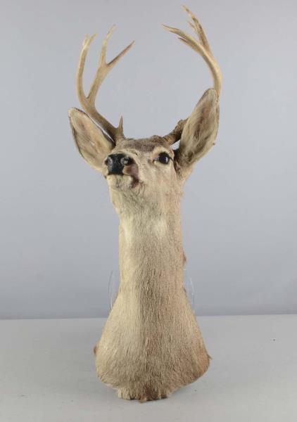 Appraisal: Deer With Antlers Taxidermy Wall Mount Head Back has a