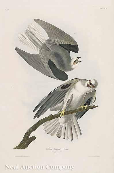 Appraisal: After John James Audubon American - Black-Winged Hawk plate from