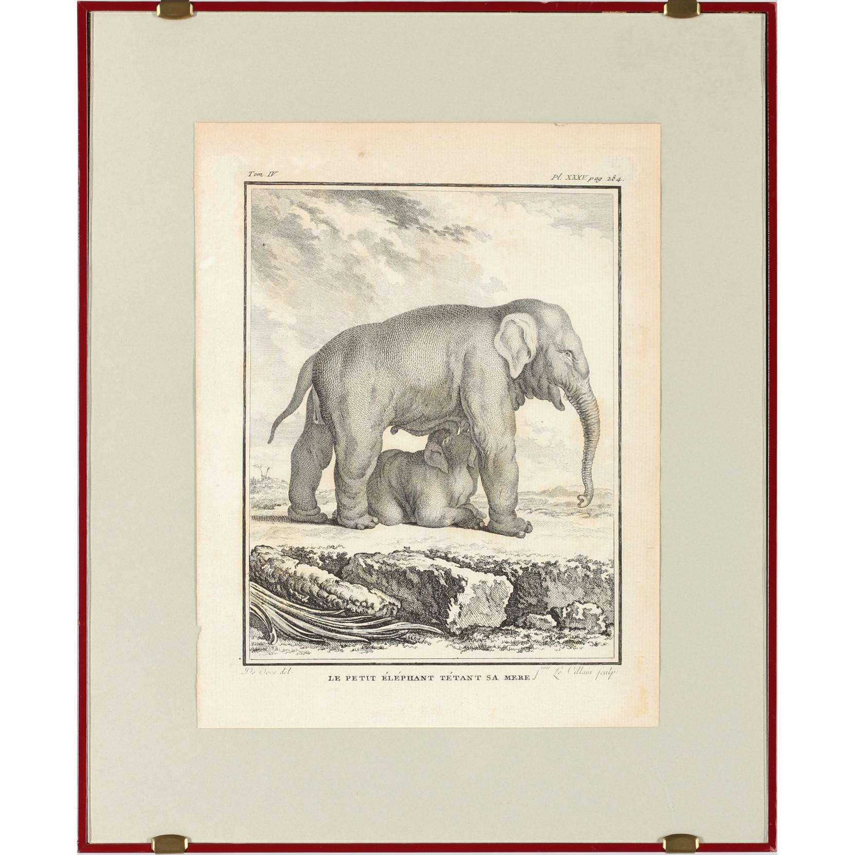 Appraisal: th Century French Engraving of an Elephant Her Calf printed