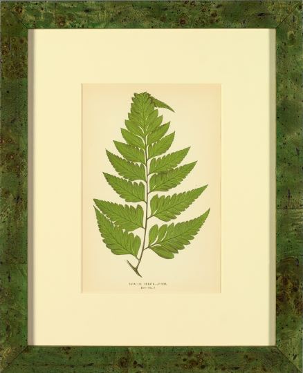 Appraisal: Edward Joseph Lowe British - Ferns suite of eight chromolithographs