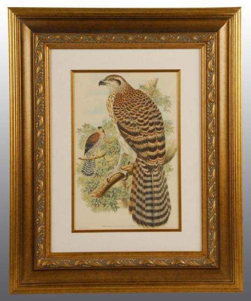 Appraisal: Audubon Hawk Lithograph Description Dated Artist John Gould - Signed