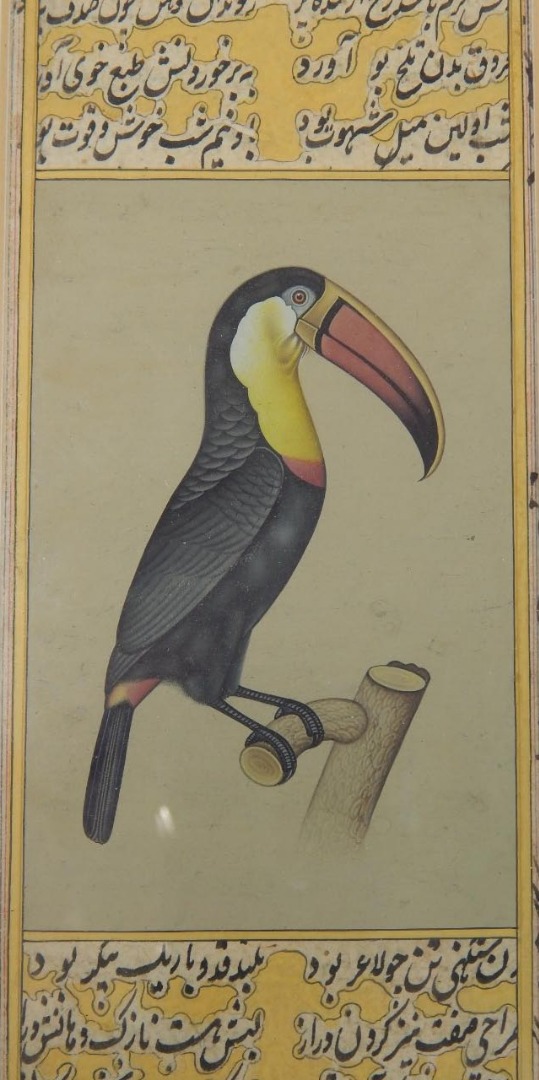 Appraisal: Middle Eastern School Toucan watercolour cm x cm