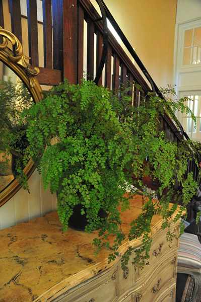 Appraisal: ONE MAIDEN HAIR FERN IN CERAMIC POT