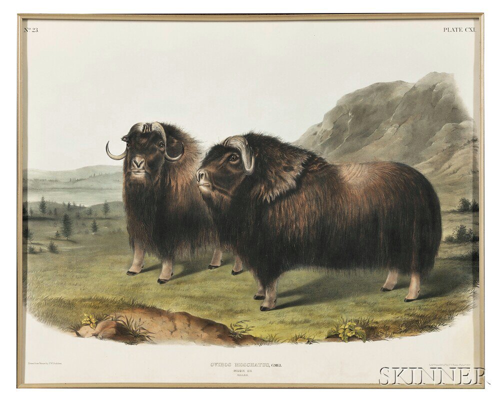 Appraisal: Audubon John James - Musk Ox Males Plate CXI from