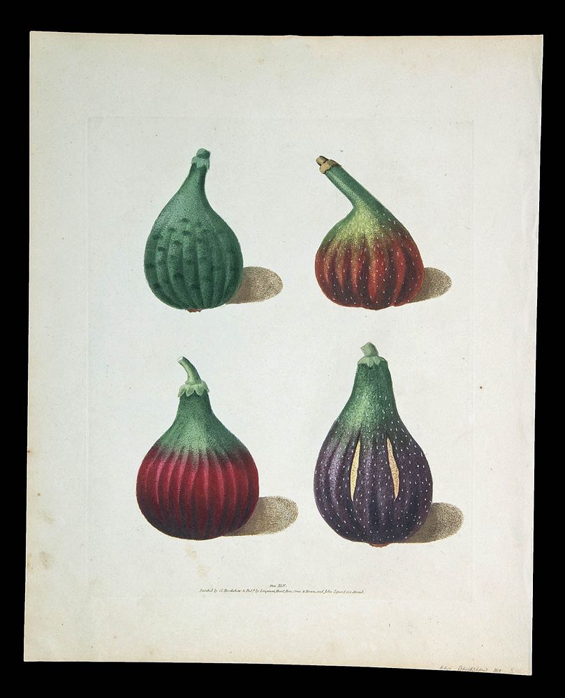 Appraisal: George Brookshaw Aquatint Engraving - Figs George Brookshaw British -