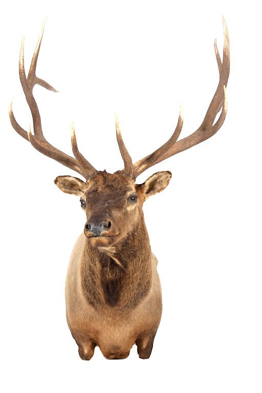 Appraisal: Montana Rocky Mountain Trophy Elk Shoulder Mount This lot includes