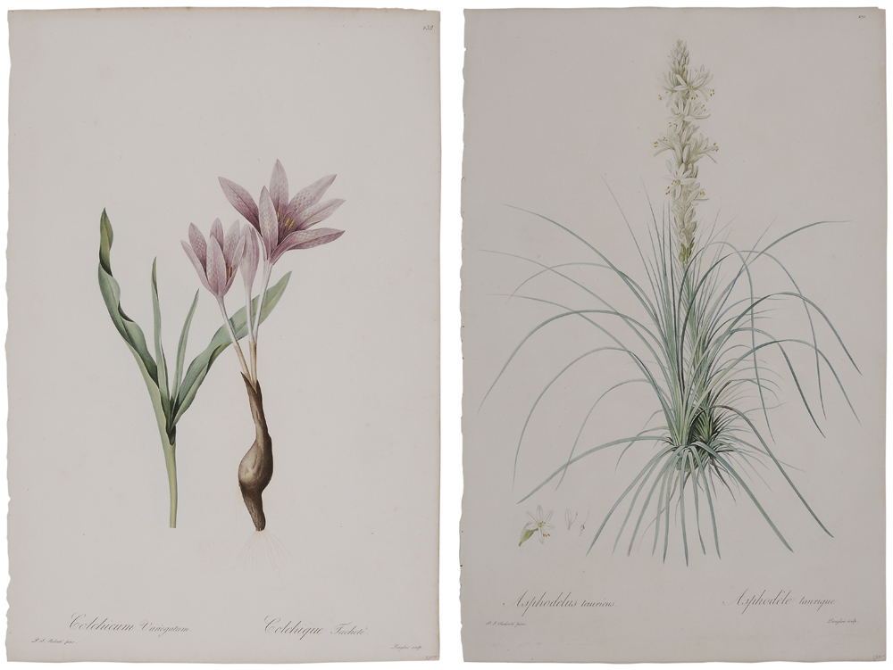 Appraisal: Pierre-Joseph R dout French - Asphodelus tauricus and Colcicum variegatum