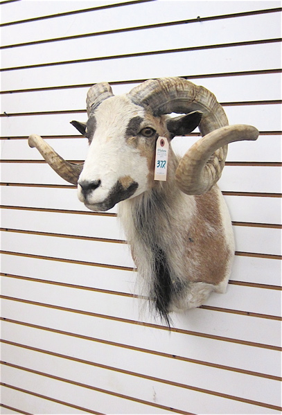 Appraisal: CORSICAN SHEEP RAM head trophy mount with curl horns