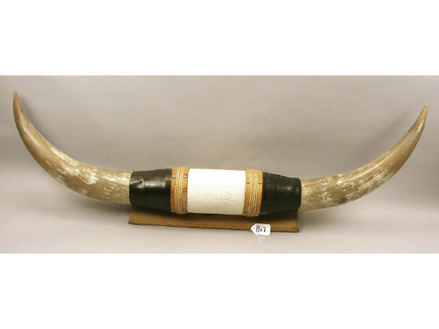 Appraisal: Pair of contemporary mounted long horns tip to tip Estimate