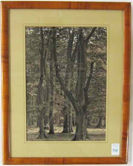 Appraisal: FOREST INTERIOR CHARCOAL AND GOUACHE DRAWING American early th century