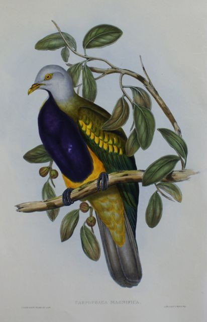 Appraisal: Magnificent Fruit Pigeon Carpophaga Magnifica