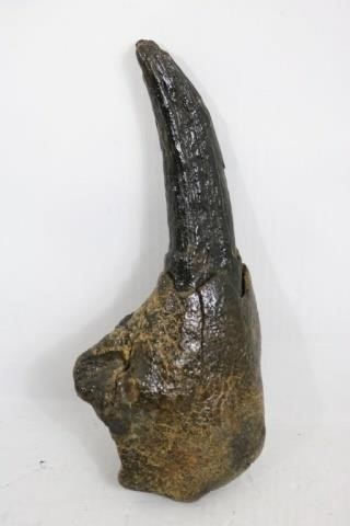 Appraisal: GIGANTIC PLEISTOCENE TOOTH FROM PREHISTORICMONSTER DINOSAUR DREDGED UP FROM THE