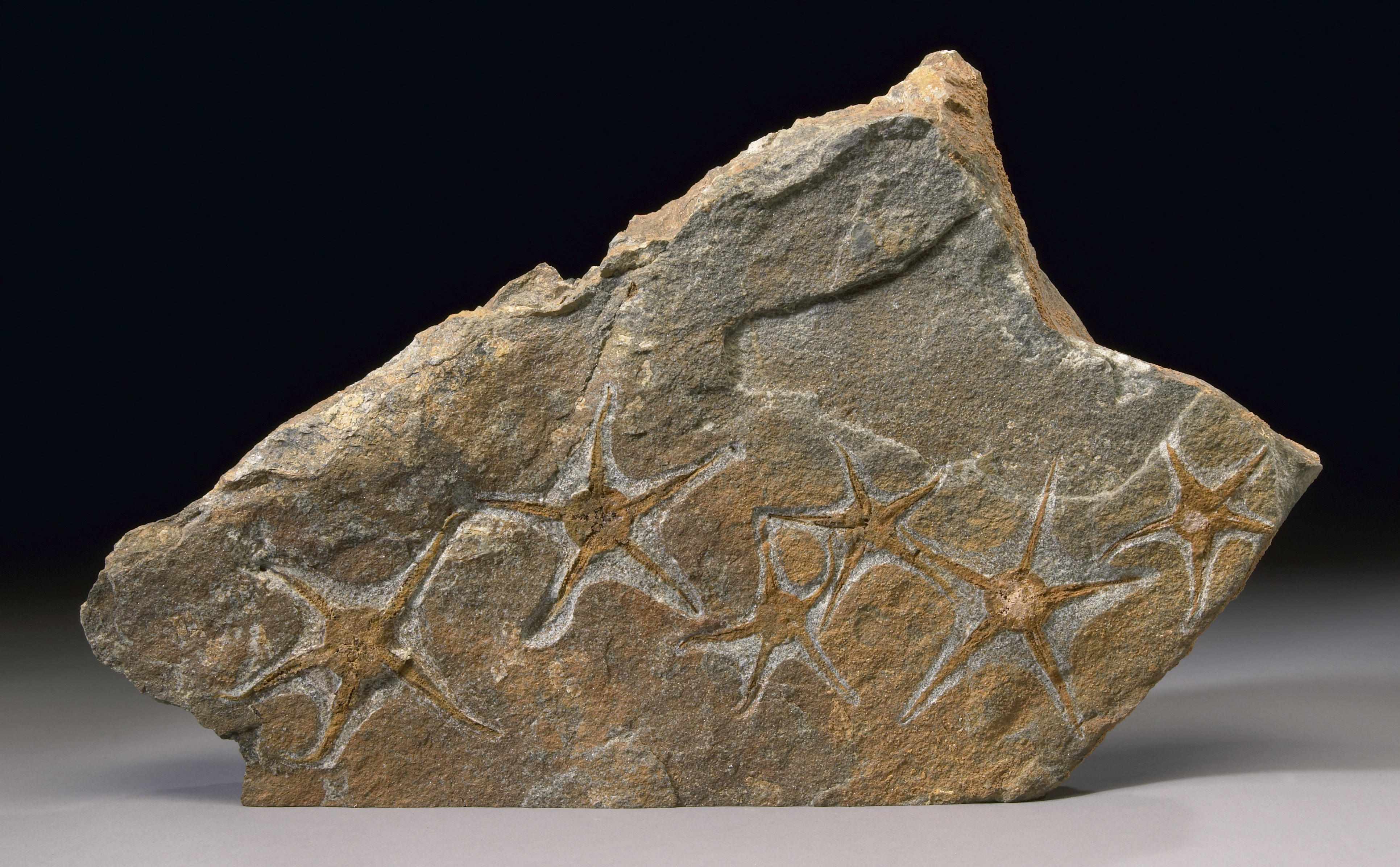 Appraisal: Fossil Starfish Plate Indeterminate speciesFree standing limestone plate or irregular