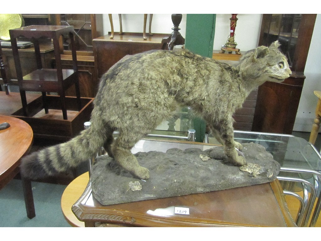 Appraisal: Taxidermy Scottish Wild Cat on a plinth base