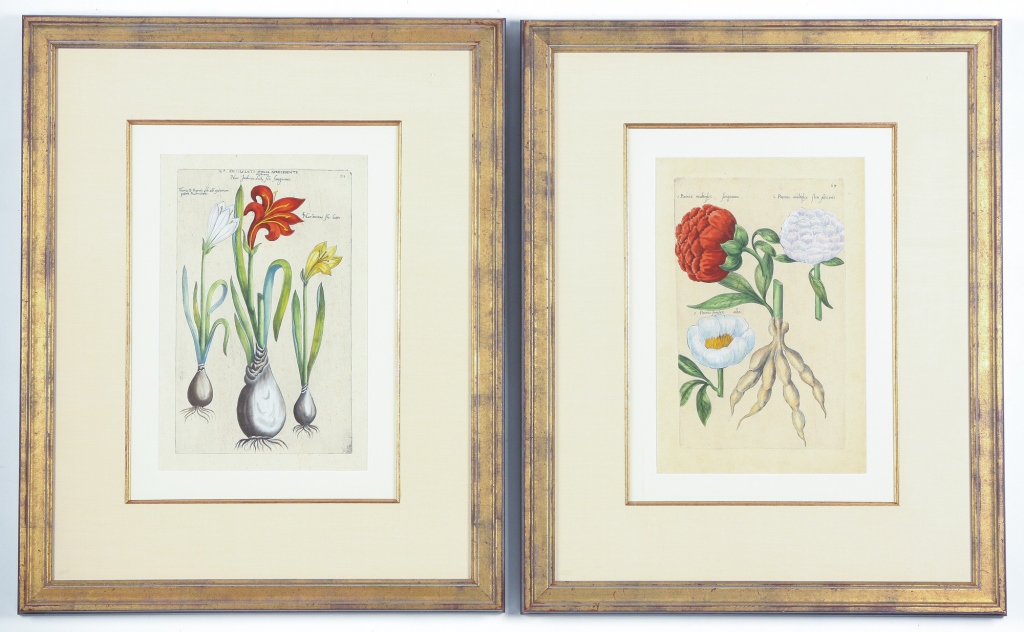 Appraisal: TWO EMANUEL SWEERT BOTANICAL PRINTS Germany - Hand colored engravings