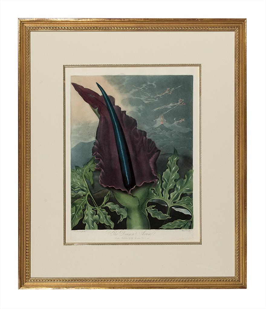 Appraisal: THORNTON ROBERT JOHN The Dragon Arum Hand-finished color-printed engraving from