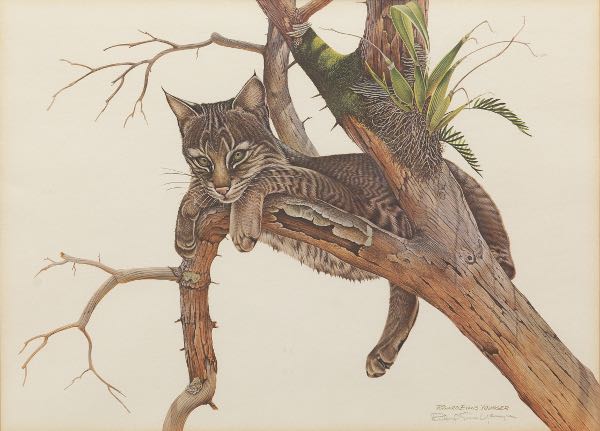 Appraisal: RICHARD EVANS YOUNGER AMERICAN - x The Yearling Bobcat Offset