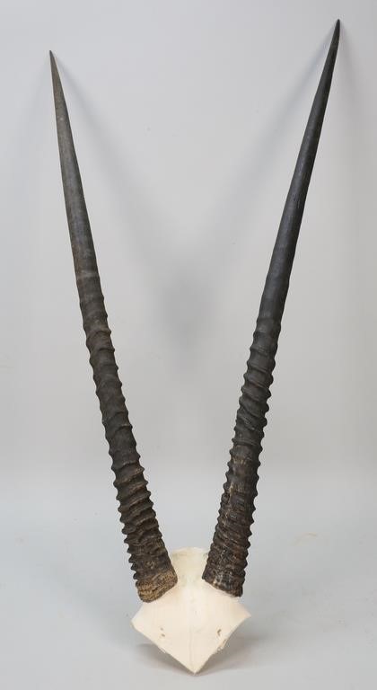 Appraisal: African gemsbock horn and partial skull wall mount Tall