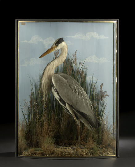 Appraisal: Large Edwardian Taxidermy Figure of a Heron first quarter th