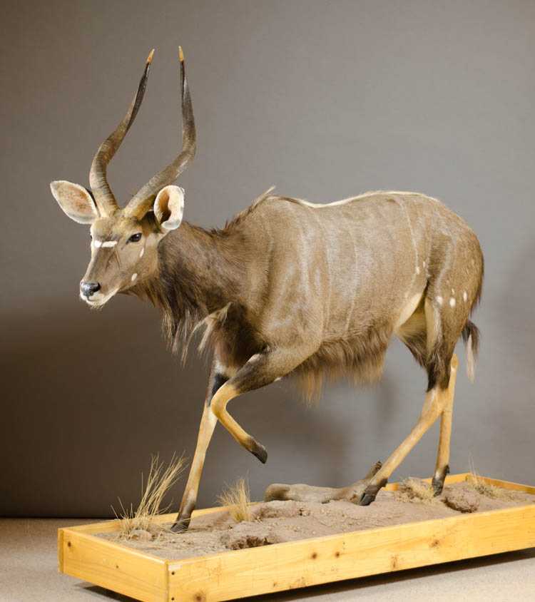 Appraisal: AFRICAN NYALA ANTELOPE full-mount game trophy in standing pose a