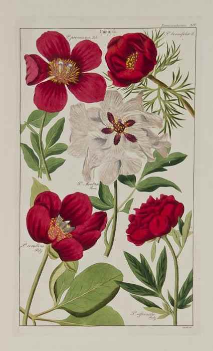 Appraisal: David Dietrich - Flora Universalis c original hand-coloured botanical engravings