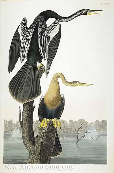 Appraisal: After John James Audubon American - Black-bellied Darter No Plate