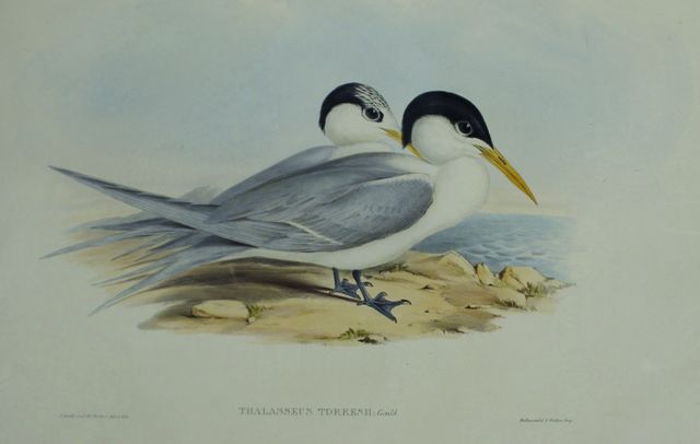 Appraisal: Torres' Tern Thalasseus Torresii