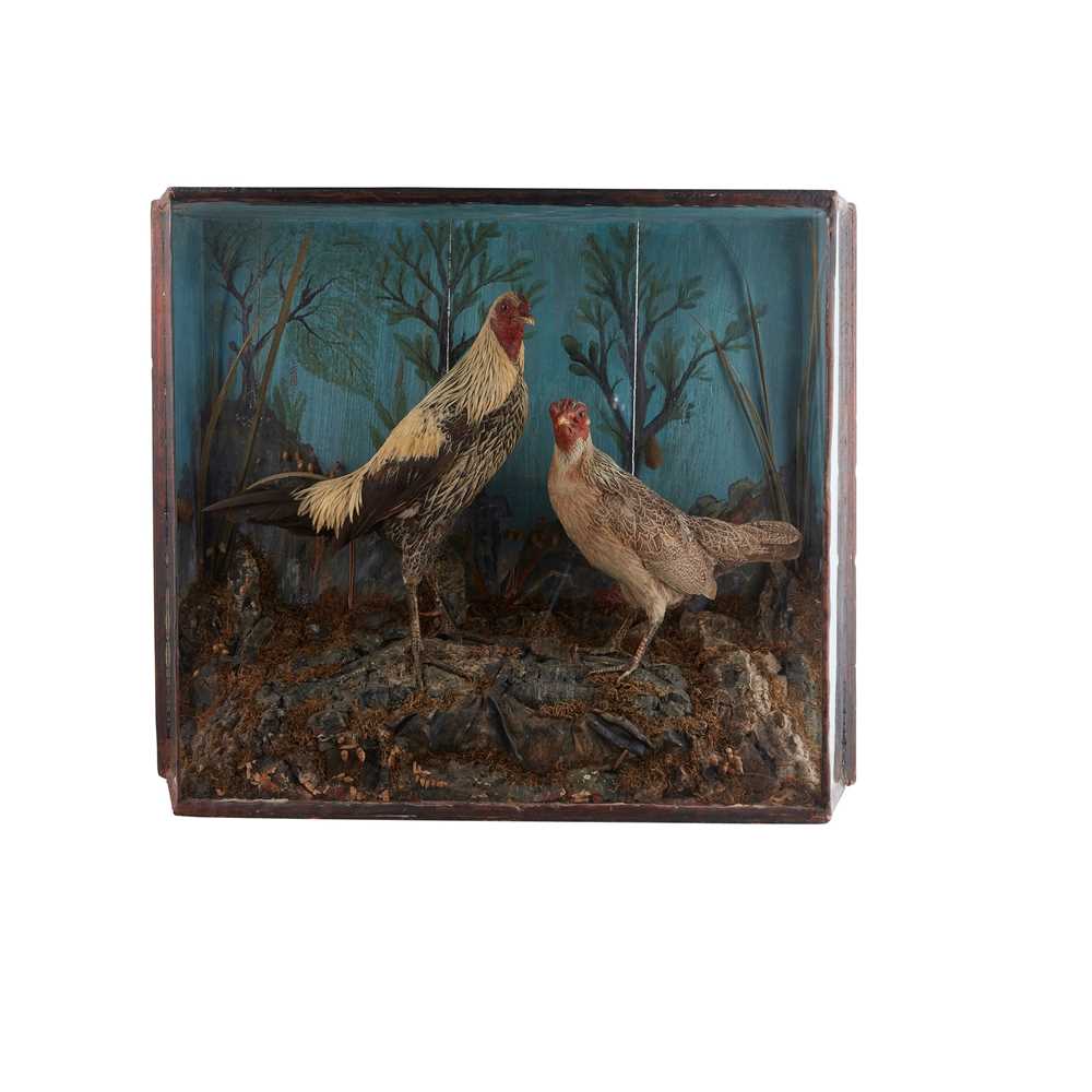 Appraisal: Y THREE CASED TAXIDERMY BIRD SPECIMENS TH CENTURY comprising a