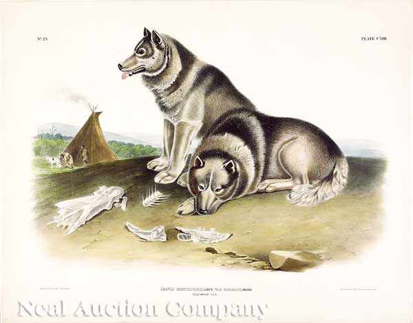 Appraisal: John James Audubon American - Esquimaux Dog Plate hand-colored large