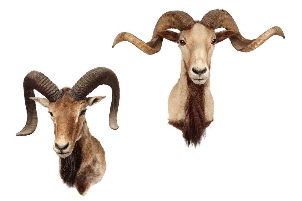 Appraisal: TAXIDERMY MOUNTS - Wild Goat Head Mounts Roughly tall Good