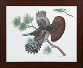 Appraisal: Richard Sloan - Wild Turkey c Plate No colored print