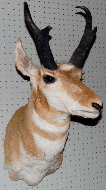 Appraisal: A taxidermy mount antelope with turned head approximately h