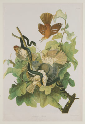 Appraisal: After John James Audubon New York - Ferruginous Thrush Plate