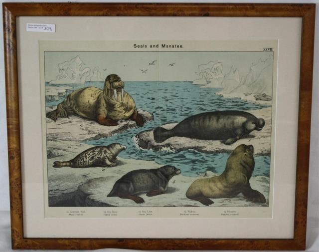 Appraisal: ENGRAVING OF SEALS AND MANATEE CA PLATEXXVIII FROM NATURAL HISTORY