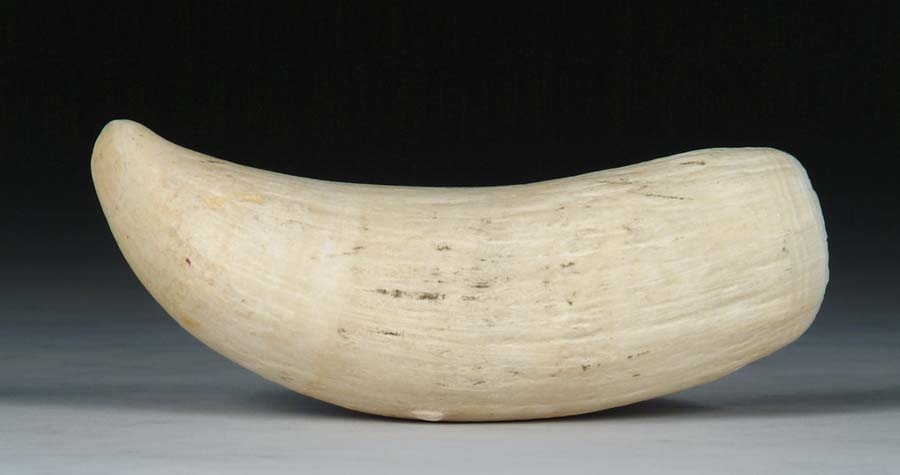 Appraisal: SMALL WHALE'S TOOTH Small ivory tooth that measures about around